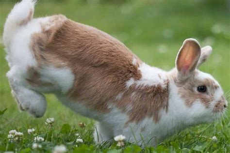 thumper bunny rabbit|thumper bunny definition.